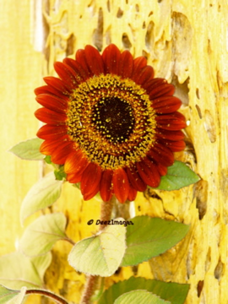Autumn Shade Sunflower © DeezImages